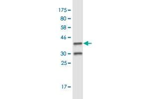 Western Blot detection against Immunogen (36. (BOLA1 antibody  (AA 38-137))