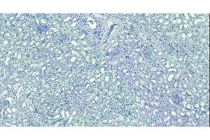 (ABIN185075) Negative Control showing staining of paraffin embedded Human Kidney, with no primary antibody. (MORF4L1 antibody  (N-Term))