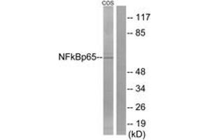Western blot analysis of extracts from COS7 cells, treated with sorbitol 0. (NF-kB p65 antibody  (AA 275-324))