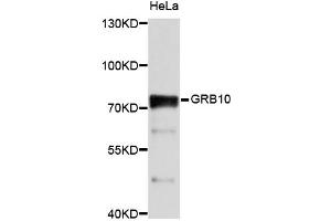 Western blot analysis of extracts of HeLa cells, using GRB10 antibody (ABIN2650918) at 1:1000 dilution.
