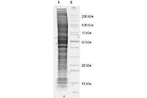 Coommassie stained SDS-PAGE of 20 ul of Mouse Derived NIH 3T3 Whole Cell Lysate separated in a 4-20% gradient gel under non-reducing conditions (lane 1). (Mouse IgG Isotype Control)