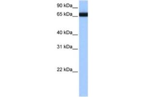 Western Blotting (WB) image for anti-Heterogeneous Nuclear Ribonucleoprotein L-Like (HNRPLL) antibody (ABIN2462328) (HNRPLL antibody)