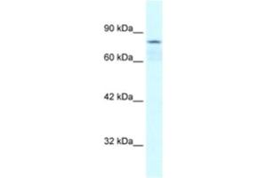 Western Blotting (WB) image for anti-Collectin Sub-Family Member 12 (COLEC12) antibody (ABIN2460484)