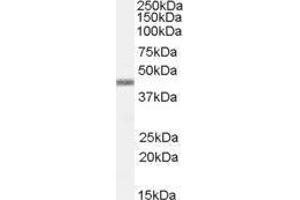Western Blotting (WB) image for Apolipoprotein B mRNA Editing Enzyme, Catalytic Polypeptide-Like 3G (APOBEC3G) peptide (ABIN368834) (Apolipoprotein B mRNA Editing Enzyme, Catalytic Polypeptide-Like 3G (APOBEC3G) Peptide)