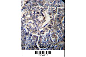 RPL35 Antibody immunohistochemistry analysis in formalin fixed and paraffin embedded human pancreas tissue followed by peroxidase conjugation of the secondary antibody and DAB staining. (RPL35 antibody  (C-Term))