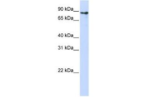 Western Blotting (WB) image for anti-Kelch-Like 1 (KLHL1) antibody (ABIN2458401)