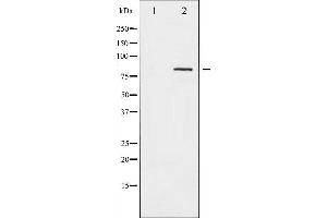 Western blot analysis of Caldesmon phosphorylation expression in EGF treated HeLa whole cell lysates,The lane on the left is treated with the antigen-specific peptide. (Caldesmon antibody  (pSer789))