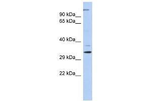 Western Blotting (WB) image for anti-Actin Related Protein 2/3 Complex, Subunit 2, 34kDa (ARPC2) antibody (ABIN2460073) (ARPC2 antibody)
