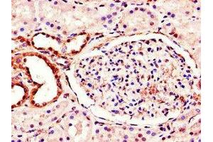 Immunohistochemistry of paraffin-embedded human kidney tissue using ABIN7160988 at dilution of 1:100 (MT-ND1 antibody  (AA 23-67))
