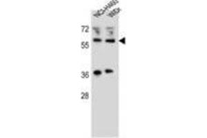 WTIP Antibody (C-term) western blot analysis in NCI-H460,WiDr cell line lysates (35 µg/lane). (WTIP antibody  (C-Term))
