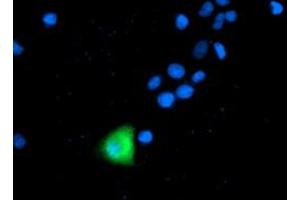 Anti-ANAPC2 mouse monoclonal antibody (ABIN2454940) immunofluorescent staining of COS7 cells transiently transfected by pCMV6-ENTRY ANAPC2 (RC207539). (ANAPC2 antibody)