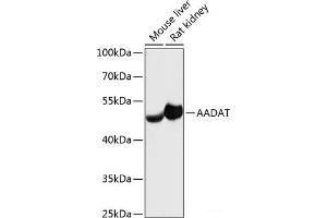 Western blot analysis of extracts of various cell lines using AADAT Polyclonal Antibody at dilution of 1:3000. (AADAT antibody)
