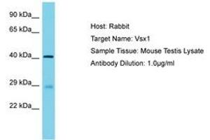Image no. 1 for anti-Visual System Homeobox 1 (VSX1) (AA 282-331) antibody (ABIN6750281) (VSX1 antibody  (AA 282-331))