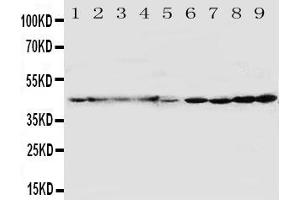 Anti-HDJ2 antibody, Western blottingAll lanes: Anti HDJ2  at 0. (DNAJA1 antibody  (C-Term))