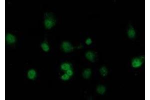 Anti-SAMHD1 mouse monoclonal antibody (ABIN2453908) immunofluorescent staining of COS7 cells transiently transfected by pCMV6-ENTRY SAMHD1 (RC206013). (SAMHD1 antibody)