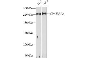 Western blot analysis of extracts of various cell lines, using CDK5R Rabbit pAb (ABIN7266236) at 1:1000 dilution. (CDK5RAP2 antibody  (AA 1744-1893))