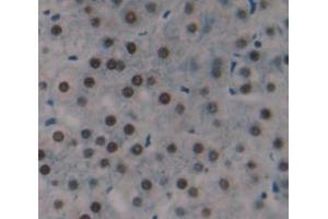 Figure. (HIST1H2AC antibody  (AA 2-130))