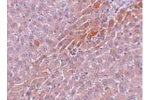 Immunohistochemical staining of rat liver tissue with 5 ug/mL TBKBP1 polyclonal antibody .