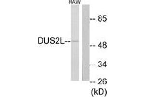 Western blot analysis of extracts from RAW264. (DUSL2 antibody  (AA 421-470))