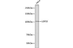 Western blot analysis of extracts of HeLa cells, using USP33 Polyclonal Antibody (ABIN7271157) at 1:1000 dilution. (USP33 antibody  (AA 290-400))