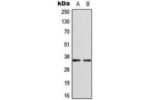 Western blot analysis of CDKL4 expression in MCF7 (A), HepG2 (B) whole cell lysates.