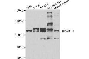 Western blot analysis of extracts of various cell lines, using RPGRIP1 antibody. (RPGRIP1 antibody)
