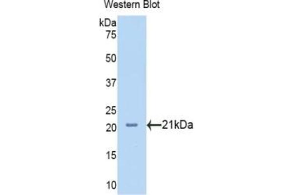 Neuropilin 1 antibody  (AA 646-814)