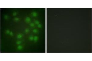 Immunofluorescence (IF) image for anti-Pituitary Tumor-Transforming 1 (PTTG1) (AA 111-160) antibody (ABIN2889371) (PTTG1 antibody  (AA 111-160))