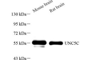 Unc5c antibody