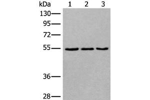 Western blot analysis of 293T NIH/3T3 and K562 cell lysates using WDSUB1 Polyclonal Antibody at dilution of 1:500 (WDSUB1 antibody)