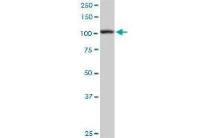 HSPA4 MaxPab rabbit polyclonal antibody. (HSPA4 antibody  (AA 1-840))