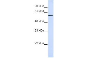 Western Blotting (WB) image for anti-Karyopherin (Importin) alpha 4 (KPNA4) antibody (ABIN2459795)