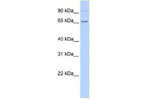 Human 721_B; WB Suggested Anti-IKZF4 Antibody Titration: 0. (IKZF4 antibody  (N-Term))