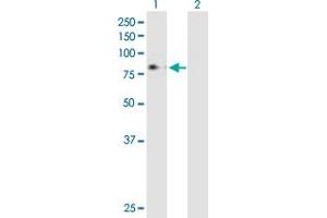 Western Blot analysis of MPL expression in transfected 293T cell line by MPL MaxPab polyclonal antibody. (MPL antibody  (AA 1-635))