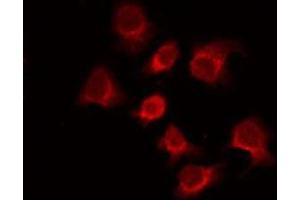 ABIN6275793 staining 293 by IF/ICC. (Zygote Arrest 1 antibody  (Internal Region))