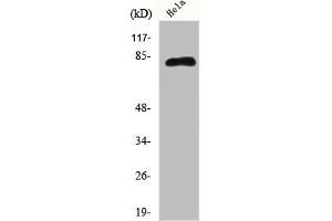 Western Blot analysis of Hela cells using Eps8L2 Polyclonal Antibody (EPS8-Like 2 antibody  (N-Term))