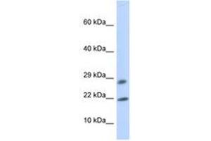 Image no. 1 for anti-OCIA Domain Containing 2 (OCIAD2) (AA 72-121) antibody (ABIN6741201) (OCIAD2 antibody  (AA 72-121))