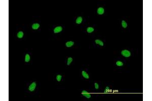 Immunofluorescence of purified MaxPab antibody to ZNF563 on HeLa cell. (ZNF563 antibody  (AA 1-476))