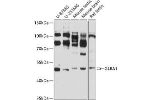 Western blot analysis of extracts of various cell lines, using GLR antibody (ABIN3017067, ABIN3017068, ABIN3017069 and ABIN6219938) at 1:3000 dilution. (GLRA1 antibody  (AA 29-247))