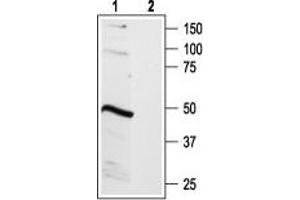 Western blot analysis of rat brain lysate: - 1. (BDKRB2 antibody  (C-Term, Intracellular))