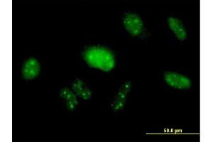 Immunofluorescence of purified MaxPab antibody to PIK3R3 on HeLa cell. (PIK3R3 antibody  (AA 1-461))