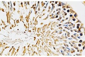 Immunohistochemistry of paraffin-embedded Rat testis using CYP1A1 Polyclonal Antibody at dilution of 1:200 (40x lens). (CYP1A1 antibody)