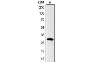 Western blot analysis of Hydrophobestin expression in HL60 (A) whole cell lysates. (CGREF1 antibody  (N-Term))