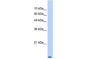 WB Suggested Anti-TCEB2 Antibody Titration: 0.