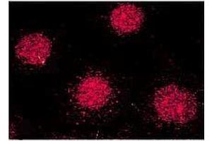 Immunocytochemistry/Immunofluorescence analysis using Mouse Anti-FKBP52 Monoclonal Antibody, Clone Hi52C . (FKBP4 antibody  (Atto 390))