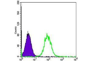 Flow cytometric analysis of Hela cells using HSP90AB1 mouse mAb (green) and negative control (purple). (HSP90AB1 antibody)