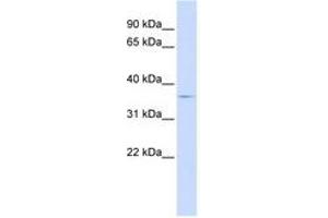 Image no. 1 for anti-Tribbles Pseudokinase 2 (TRIB2) (AA 252-301) antibody (ABIN6741316)