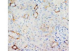 Immunohistochemical analysis of paraffin embedded rat kidney sections, staining MIF in cytoplasm, DAB chromogenic reaction