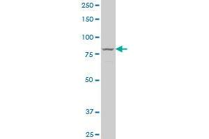 LOXL3 antibody  (AA 171-270)