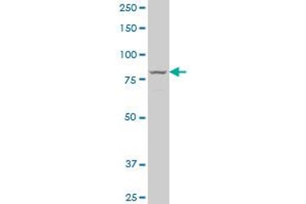 LOXL3 antibody  (AA 171-270)